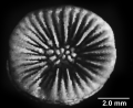 Anthozoa