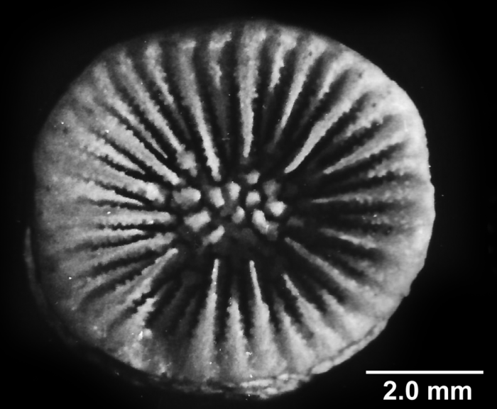 Concentrotheca laevigata (Pourtalès, 1871), calicular view. Concentrotheca laevigata (Pourtalès, 1871), calicular view.
