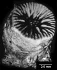 Concentrotheca laevigata (Pourtal, 1871), specimen of large size.