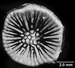 Concentrotheca laevigata (Pourtal, 1871), calicular view.
