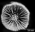 Concentrotheca laevigata (Pourtalès, 1871), calicular view.