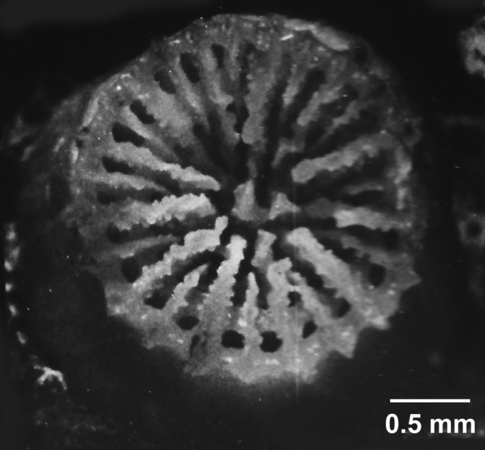 Concentrotheca laevigata (Pourtalès, 1871), calicular view of very young specimen with concentric theca visible in calice. Concentrotheca laevigata (Pourtalès, 1871), calicular view of very young specimen with concentric theca visible in calice.