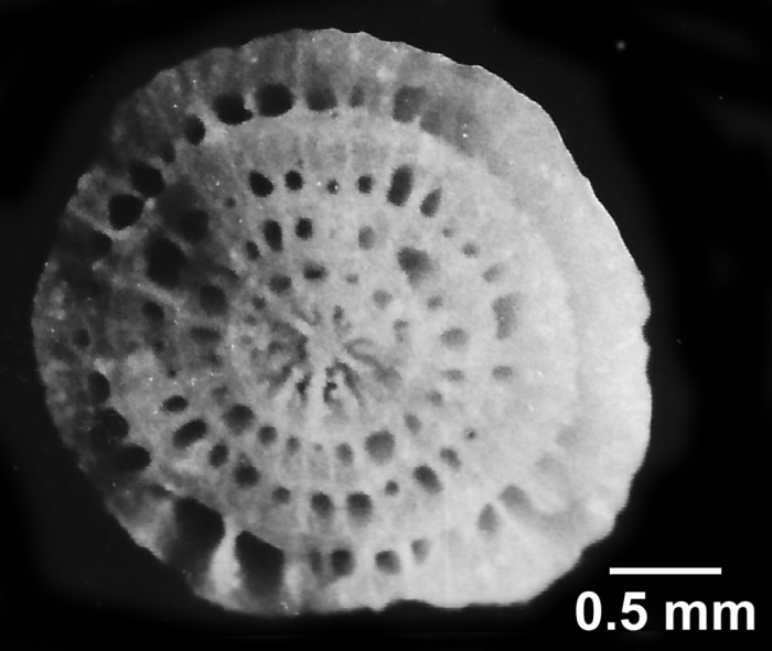 Concentrotheca laevigata (Pourtalès, 1871), basal fracture of a smaller size specimen, showing concentric theca rings Concentrotheca laevigata (Pourtalès, 1871), basal fracture of a smaller size specimen, showing concentric theca rings