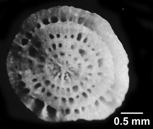 Concentrotheca laevigata (Pourtalès, 1871), basal fracture of a smaller size specimen, showing concentric theca rings