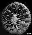 Dendrophyllia ramea (Linneaus, 1758), calicular view.