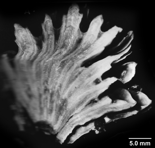 Flabellum (Ulocyathus) macandrewi Gray, 1849, lateral view. Broken during collection, (fragments of the skeleton held in place by the polyp tissues).