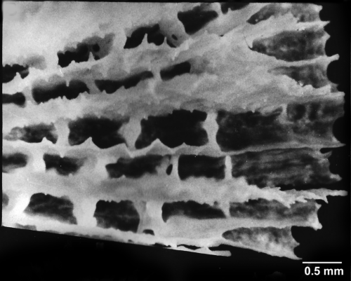 Fungiacyathus fragilis G.O. Sars, 1872, calicular view, detail of peripheral zone, septal border transversally undulate.