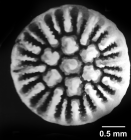 Stenocyathus vermiformis (Pourtalès, 1869), calicular view.