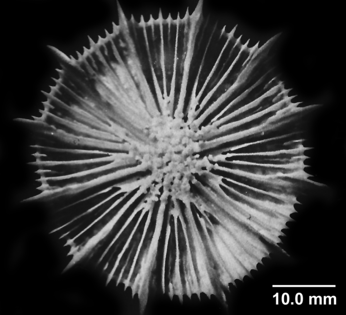Stephanocyathus moseleyanus (Sclater, 1886), calicular view. Stephanocyathus moseleyanus (Sclater, 1886), calicular view.