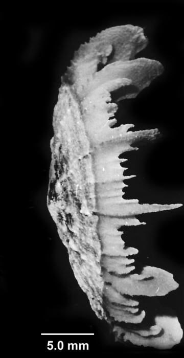 Stephanocyathus moseleyanus (Sclater, 1886), lateral view. Stephanocyathus moseleyanus (Sclater, 1886), lateral view.