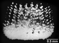Peponocyathus folliculus (Pourtal, 1868), lateral view.