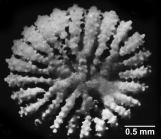 Peponocyathus folliculus (Pourtal, 1868), basal surface.