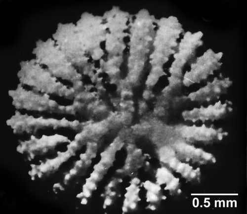 Peponocyathus folliculus (Pourtalès, 1868), basal surface.