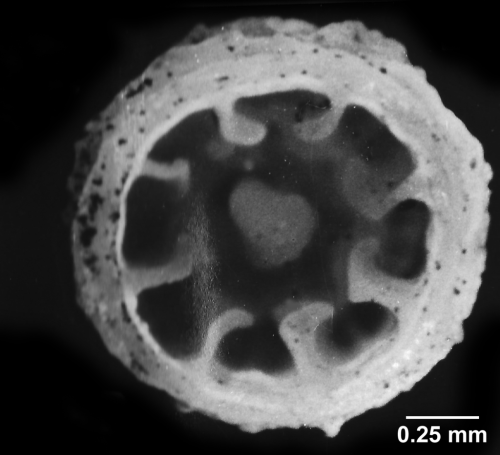 Guynia annulata Duncan, 1872, calicular view, specimen attached to a branch of bryozoans.