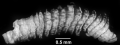 Guynia annulata Duncan, 1872, fragment of a specimen with strongly developed transversal flanges.