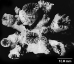 Coenocyathus cylindricus Milne Edwards & Haime, 1848, colony heavily encrusted with calcareous algae and Bryozoans.