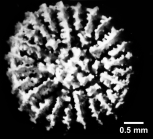Peponocyathus folliculus (Pourtal, 1868), calicular view.