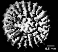 Peponocyathus folliculus (Pourtalès, 1868), calicular view.