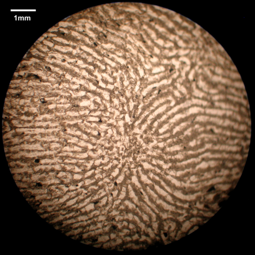 Transverse section of Protoseris waltoni