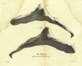 Mammalia (mammals)