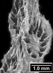 Madracis asperula Milne Edwards & Haime, 1849, corallites on an antennuate distal branch