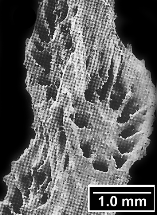 Madracis asperula Milne Edwards & Haime, 1849, corallites on an antennuate distal branch Madracis asperula Milne Edwards & Haime, 1849, corallites on an antennuate distal branch