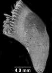 Premocyathus dentiformis (Pourtalès, 1868), side of calice.