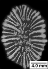 Premocyathus dentiformis (Pourtal, 1868), calicular view.