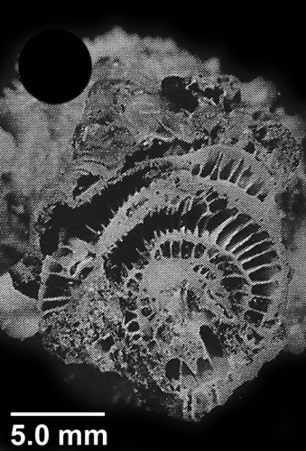 Oxysmilia rotundifolia (Milne Edwards & Haime, 1848), cross-section through base showing concentric rings of dissepiments