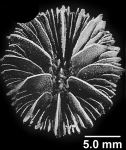 Oxysmilia rotundifolia (Milne Edwards & Haime, 1848), calicular view.