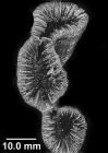 Dasmosmilia lymani (Pourtals, 1871), three partial fused coralla.