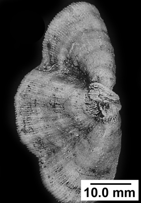 Dasmosmilia lymani (Pourtal�s, 1871), three partial fused coralla.