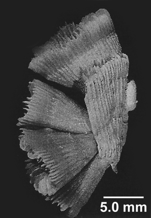 Dasmosmilia lymani (Pourtal�s, 1871), a parent fragment with 4 buds.