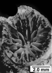 Colangia immersa Pourtalès, 1871, corallites having both P2 and P3.