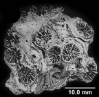 Colangia immersa Pourtal, 1871, holotypic colony.