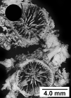 Colangia immersa Pourtal, 1871, corallites having both P2 and P3.