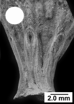 Polymyces fragilis (Pourtalès, 1868), corallum base showing rootlets