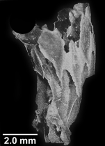 Polymyces fragilis (Pourtalès, 1868), partially formed rootlets of a juvenile corallum.
