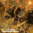Adkinsella edwardsensis Wells, 1933, holotype