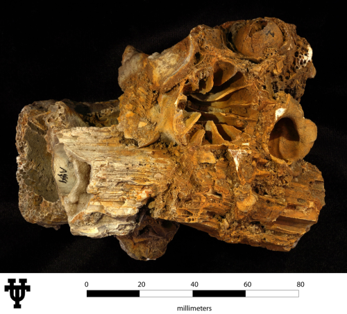 Adkinsella edwardsensis Wells, 1933, holotype