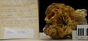 Adkinsella edwardsensis Wells, 1933, holotype