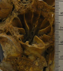 Adkinsella edwardsensis Wells, 1933, holotype