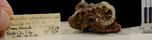 Adkinsella edwardsensis Wells, 1933, paratype