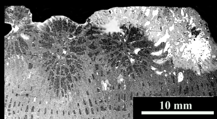 Columnocoenia lamberti Alloiteau, 1957, holotype