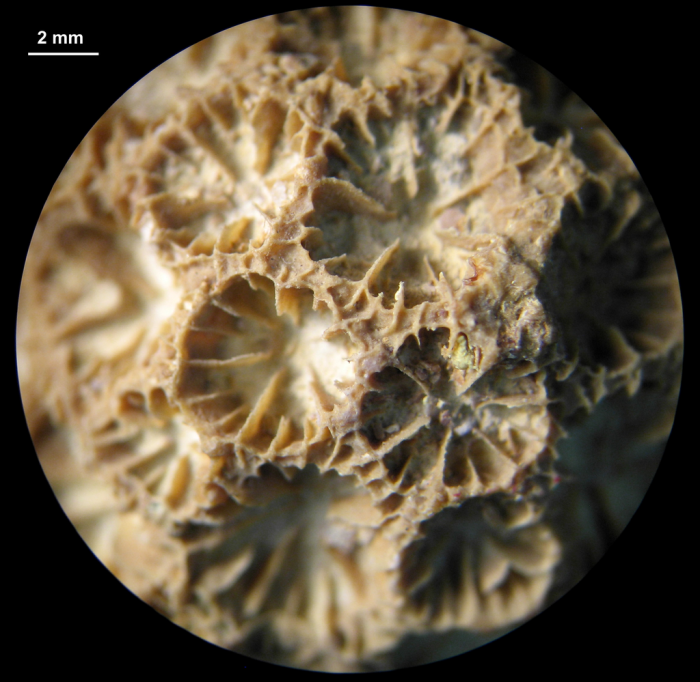 Holotype of Keriophyllia hourcqi type species of the genus