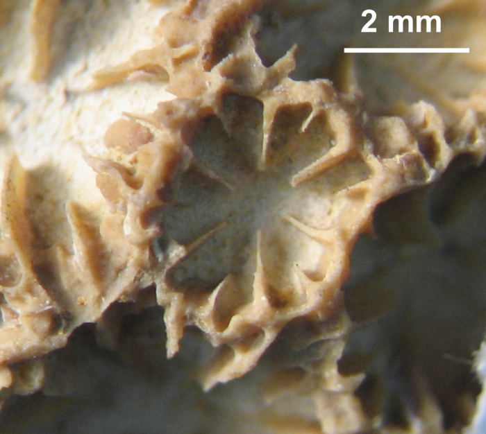 Holotype ofKeriophyllia hourcqi type species of the genus