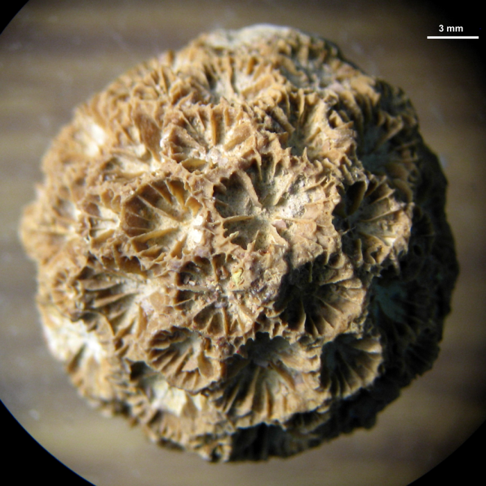 Holotype of Keriophyllia hourcqi type species of the genus