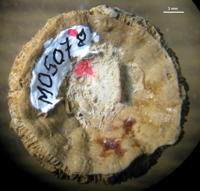 Holotype of Keriophyllia hourcqi type species of the genus