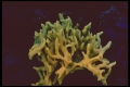 Porifera (sponges)