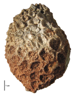 Lectotype of Ovalastrea caryophylloides, type species of the genus